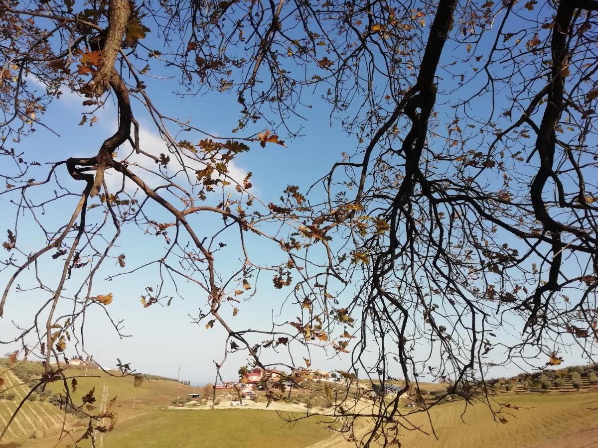 B&B Gli Amici Del Tubarello Roseto Degli Abruzzi Eksteriør bilde