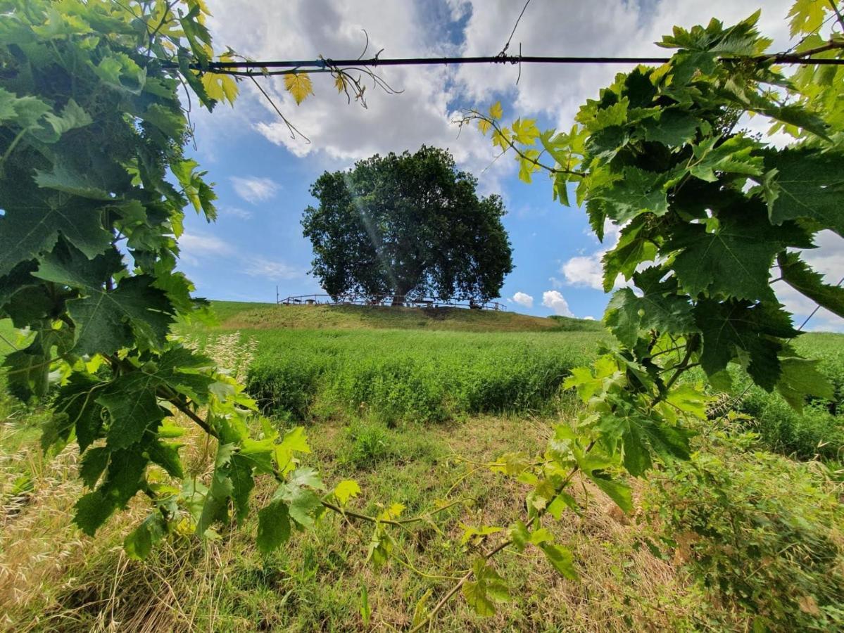 B&B Gli Amici Del Tubarello Roseto Degli Abruzzi Eksteriør bilde