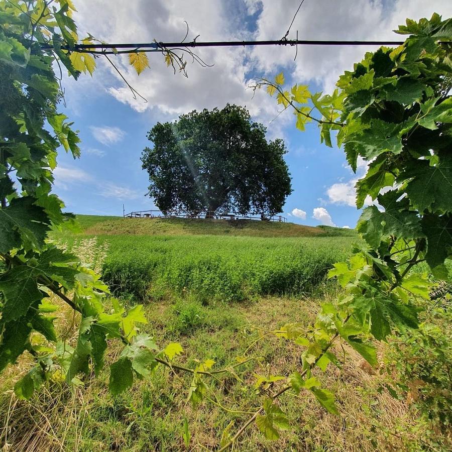 B&B Gli Amici Del Tubarello Roseto Degli Abruzzi Eksteriør bilde