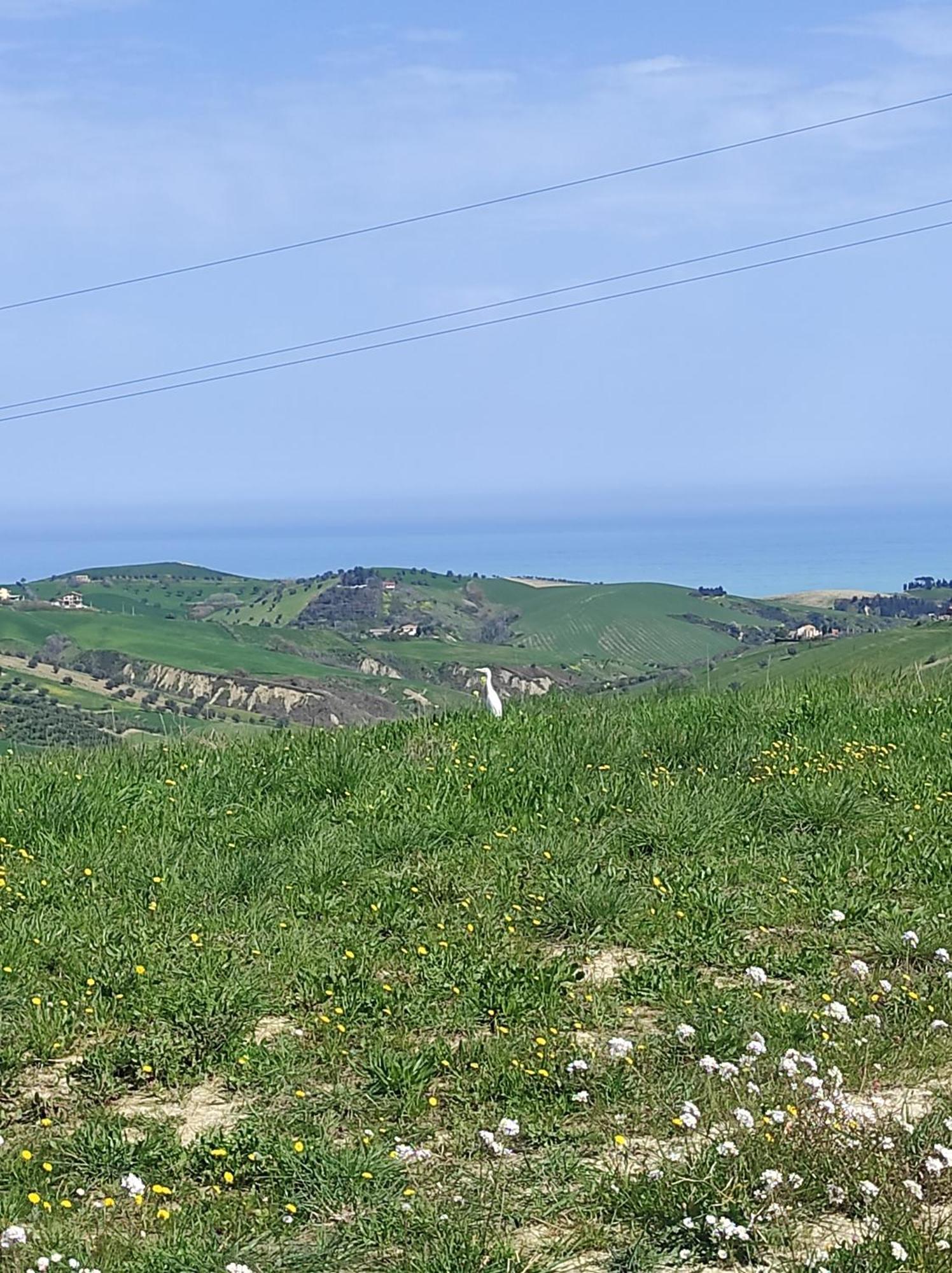 B&B Gli Amici Del Tubarello Roseto Degli Abruzzi Eksteriør bilde